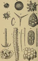 An illustration from The microscope and its revelations (1881)