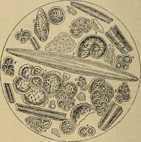 An illustration from The microscope and its revelations (1881)