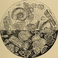 Picture 541 of 554 from The microscope and its revelations (1881), leaf 918