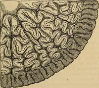 An illustration from The microscope and its revelations (1881)