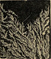 An illustration from The microscope and its revelations (1881)