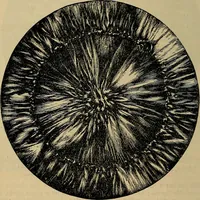 An illustration from The microscope and its revelations (1881)