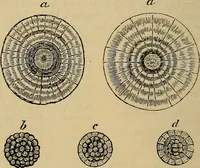An illustration from The microscope and its revelations (1881)