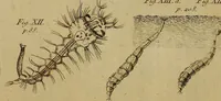 An illustration from The microscope made easy: or, I. The nature, uses and magnifying powers of the best kinds of microscopes ... II. An account of what surprizing discoveries have been already made by the microscope .. (1754)