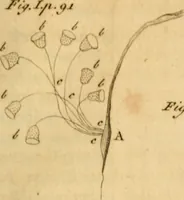 Picture 18 of 33 from The microscope made easy: or, I. The nature, uses and magnifying powers of the best kinds of microscopes ... II. An account of what surprizing discoveries have been already made by the microscope .. (1754), leaf 134