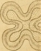 An illustration from The microscope made easy: or, I. The nature, uses and magnifying powers of the best kinds of microscopes ... II. An account of what surprizing discoveries have been already made by the microscope .. (1754)