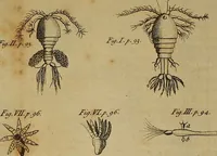 An illustration from The microscope made easy: or, I. The nature, uses and magnifying powers of the best kinds of microscopes ... II. An account of what surprizing discoveries have been already made by the microscope .. (1754)