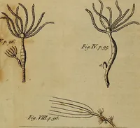 An illustration from The microscope made easy: or, I. The nature, uses and magnifying powers of the best kinds of microscopes ... II. An account of what surprizing discoveries have been already made by the microscope .. (1754)