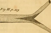 Picture 24 of 33 from The microscope made easy: or, I. The nature, uses and magnifying powers of the best kinds of microscopes ... II. An account of what surprizing discoveries have been already made by the microscope .. (1754), leaf 156
