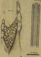 An illustration from The microscope made easy: or, I. The nature, uses and magnifying powers of the best kinds of microscopes ... II. An account of what surprizing discoveries have been already made by the microscope .. (1754)