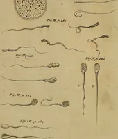 An illustration from The microscope made easy: or, I. The nature, uses and magnifying powers of the best kinds of microscopes ... II. An account of what surprizing discoveries have been already made by the microscope .. (1754)