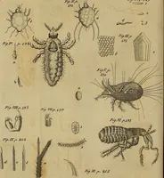 An illustration from The microscope made easy: or, I. The nature, uses and magnifying powers of the best kinds of microscopes ... II. An account of what surprizing discoveries have been already made by the microscope .. (1754)