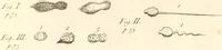 An illustration from The microscope made easy : or, I. The nature, uses, and magnifying powers of the best kinds of microscopes described, calculated, and explained ... II. An account of what surprizing discoveries have been already made by the microscope: with useful reflections on them .. (1742)