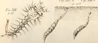 An illustration from The microscope made easy : or, I. The nature, uses, and magnifying powers of the best kinds of microscopes described, calculated, and explained ... II. An account of what surprizing discoveries have been already made by the microscope: with useful reflections on them .. (1742)