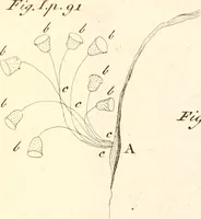 An illustration from The microscope made easy : or, I. The nature, uses, and magnifying powers of the best kinds of microscopes described, calculated, and explained ... II. An account of what surprizing discoveries have been already made by the microscope: with useful reflections on them .. (1742)
