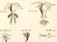 An illustration from The microscope made easy : or, I. The nature, uses, and magnifying powers of the best kinds of microscopes described, calculated, and explained ... II. An account of what surprizing discoveries have been already made by the microscope: with useful reflections on them .. (1742)