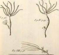 An illustration from The microscope made easy : or, I. The nature, uses, and magnifying powers of the best kinds of microscopes described, calculated, and explained ... II. An account of what surprizing discoveries have been already made by the microscope: with useful reflections on them .. (1742)