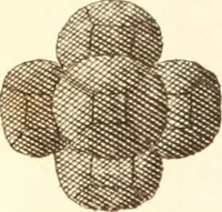 An illustration from The microscope made easy : or, I. The nature, uses, and magnifying powers of the best kinds of microscopes described, calculated, and explained ... II. An account of what surprizing discoveries have been already made by the microscope: with useful reflections on them .. (1742)