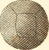 An illustration from The microscope made easy : or, I. The nature, uses, and magnifying powers of the best kinds of microscopes described, calculated, and explained ... II. An account of what surprizing discoveries have been already made by the microscope: with useful reflections on them .. (1742)