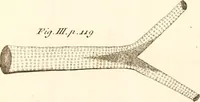 An illustration from The microscope made easy : or, I. The nature, uses, and magnifying powers of the best kinds of microscopes described, calculated, and explained ... II. An account of what surprizing discoveries have been already made by the microscope: with useful reflections on them .. (1742)