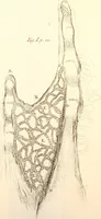 An illustration from The microscope made easy : or, I. The nature, uses, and magnifying powers of the best kinds of microscopes described, calculated, and explained ... II. An account of what surprizing discoveries have been already made by the microscope: with useful reflections on them .. (1742)