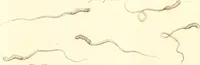 An illustration from The microscope made easy : or, I. The nature, uses, and magnifying powers of the best kinds of microscopes described, calculated, and explained ... II. An account of what surprizing discoveries have been already made by the microscope: with useful reflections on them .. (1742)