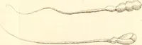 An illustration from The microscope made easy : or, I. The nature, uses, and magnifying powers of the best kinds of microscopes described, calculated, and explained ... II. An account of what surprizing discoveries have been already made by the microscope: with useful reflections on them .. (1742)