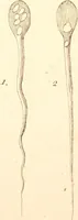 An illustration from The microscope made easy : or, I. The nature, uses, and magnifying powers of the best kinds of microscopes described, calculated, and explained ... II. An account of what surprizing discoveries have been already made by the microscope: with useful reflections on them .. (1742)