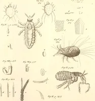 An illustration from The microscope made easy : or, I. The nature, uses, and magnifying powers of the best kinds of microscopes described, calculated, and explained ... II. An account of what surprizing discoveries have been already made by the microscope: with useful reflections on them .. (1742)