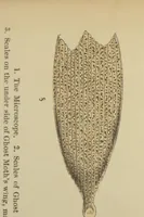 An illustration from The microscope, or Descriptions of various objects of especial interest and beauty (1869)