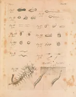 An illustration from Of microscopes and the discoveries made thereby : illustrated with many copper-plates (1785)