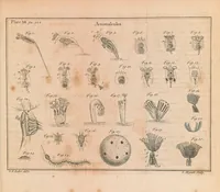 Picture 3 of 4 from Of microscopes and the discoveries made thereby : illustrated with many copper-plates (1785), leaf 373