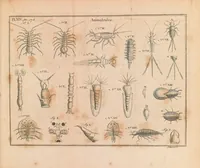 An illustration from Of microscopes and the discoveries made thereby : illustrated with many copper-plates (1785)