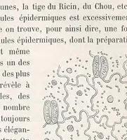 Picture 2 of 5 from Le microscope son emploi et ses applications .. (1876), leaf 393