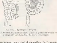 Picture 4 of 5 from Le microscope son emploi et ses applications .. (1876), leaf 459