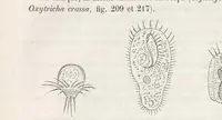 An illustration from Le microscope son emploi et ses applications .. (1876)