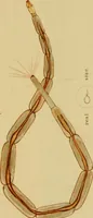 An illustration from The microscopic cabinet of select animated objects : with a description of the jewel and doublet microscope, test objects, &c. to which are subjoined, memoirs on the verification of microscopic phenomena, and an exact method of appreciating the quality of microscopes and engiscopes by C.R. Goring (1832)