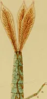 An illustration from The microscopic cabinet of select animated objects : with a description of the jewel and doublet microscope, test objects, &c. to which are subjoined, memoirs on the verification of microscopic phenomena, and an exact method of appreciating the quality of microscopes and engiscopes by C.R. Goring (1832)