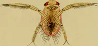 An illustration from The microscopic cabinet of select animated objects : with a description of the jewel and doublet microscope, test objects, &c. to which are subjoined, memoirs on the verification of microscopic phenomena, and an exact method of appreciating the quality of microscopes and engiscopes by C.R. Goring (1832)