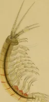 An illustration from The microscopic cabinet of select animated objects : with a description of the jewel and doublet microscope, test objects, &c. to which are subjoined, memoirs on the verification of microscopic phenomena, and an exact method of appreciating the quality of microscopes and engiscopes by C.R. Goring (1832)
