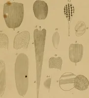 An illustration from The microscopic cabinet of select animated objects : with a description of the jewel and doublet microscope, test objects, &c. to which are subjoined, memoirs on the verification of microscopic phenomena, and an exact method of appreciating the quality of microscopes and engiscopes by C.R. Goring (1832)