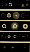 An illustration from The microscopic cabinet of select animated objects : with a description of the jewel and doublet microscope, test objects, &c. to which are subjoined, memoirs on the verification of microscopic phenomena, and an exact method of appreciating the quality of microscopes and engiscopes by C.R. Goring (1832)