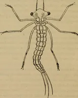 An illustration from The microscopic cabinet of select animated objects : with a description of the jewel and doublet microscope, test objects, &c. to which are subjoined, memoirs on the verification of microscopic phenomena, and an exact method of appreciating the quality of microscopes and engiscopes by C.R. Goring (1832)
