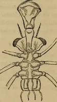 An illustration from The microscopic cabinet of select animated objects : with a description of the jewel and doublet microscope, test objects, &c. to which are subjoined, memoirs on the verification of microscopic phenomena, and an exact method of appreciating the quality of microscopes and engiscopes by C.R. Goring (1832)