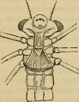 An illustration from The microscopic cabinet of select animated objects : with a description of the jewel and doublet microscope, test objects, &c. to which are subjoined, memoirs on the verification of microscopic phenomena, and an exact method of appreciating the quality of microscopes and engiscopes by C.R. Goring (1832)