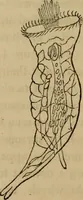 An illustration from The microscopic cabinet of select animated objects : with a description of the jewel and doublet microscope, test objects, &c. to which are subjoined, memoirs on the verification of microscopic phenomena, and an exact method of appreciating the quality of microscopes and engiscopes by C.R. Goring (1832)