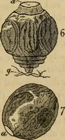 An illustration from The microscopic cabinet of select animated objects : with a description of the jewel and doublet microscope, test objects, &c. to which are subjoined, memoirs on the verification of microscopic phenomena, and an exact method of appreciating the quality of microscopes and engiscopes by C.R. Goring (1832)