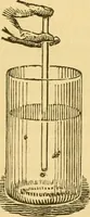 An illustration from Microscopic objects, animal, vegetable and mineral; with instructions for preparing and viewing them (1847)