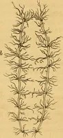 Picture 2 of 22 from Microscopic objects, animal, vegetable and mineral; with instructions for preparing and viewing them (1847), leaf 89
