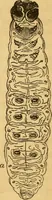 Picture 3 of 22 from Microscopic objects, animal, vegetable and mineral; with instructions for preparing and viewing them (1847), leaf 89
